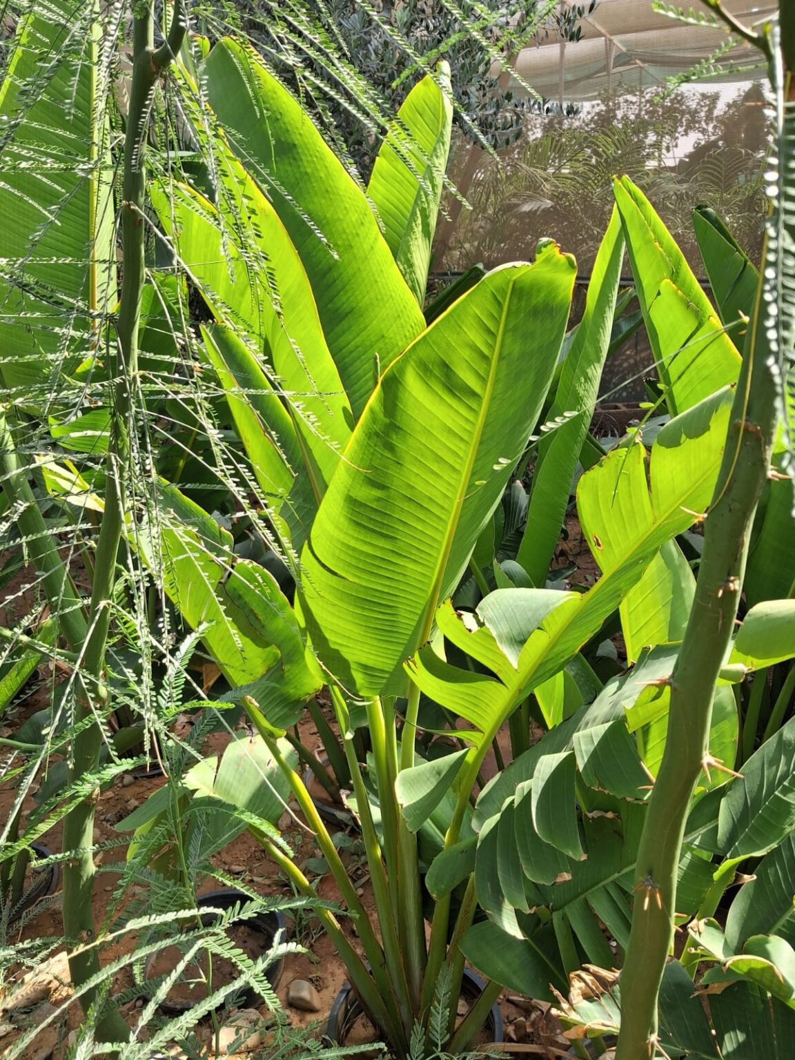 قص أشجار وتوريد عشب زهرة جدة